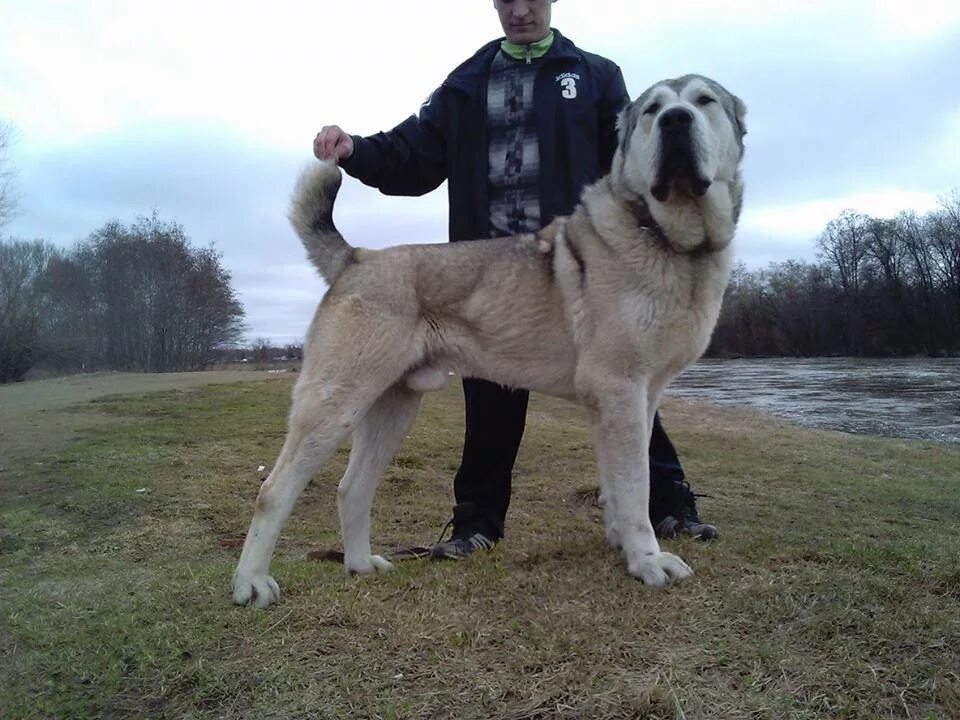 Самого большого алабая в мире. Алабай 130 кг. Алабай большой. Алабай гигант. Огромный алабай.