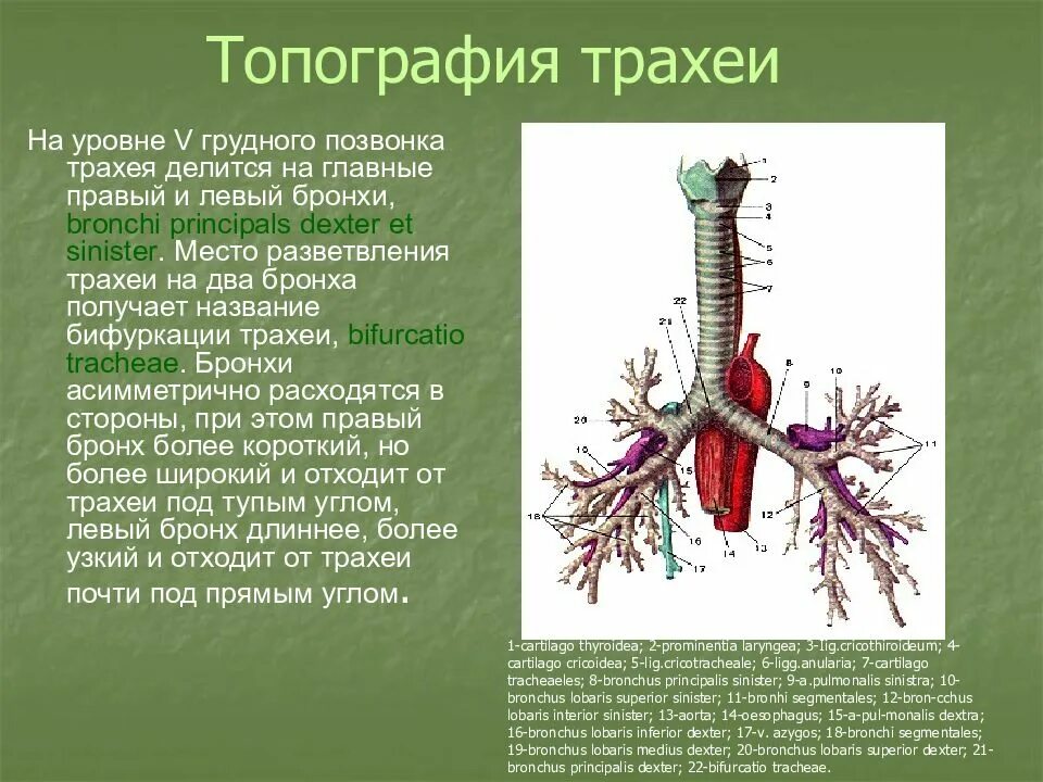 Презентация на тему: Носовая полость