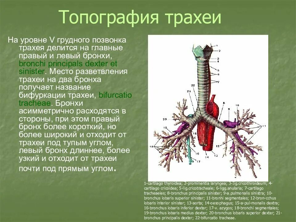 Бронхи на латыни. Топография трахеи и главных бронхов. Бронхи топография строение. Топография трахеи анатомия. Трахея и главные бронхи анатомия.