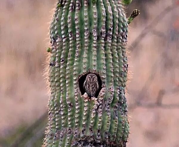 Какие отношения между змеей и кактусовым сычом