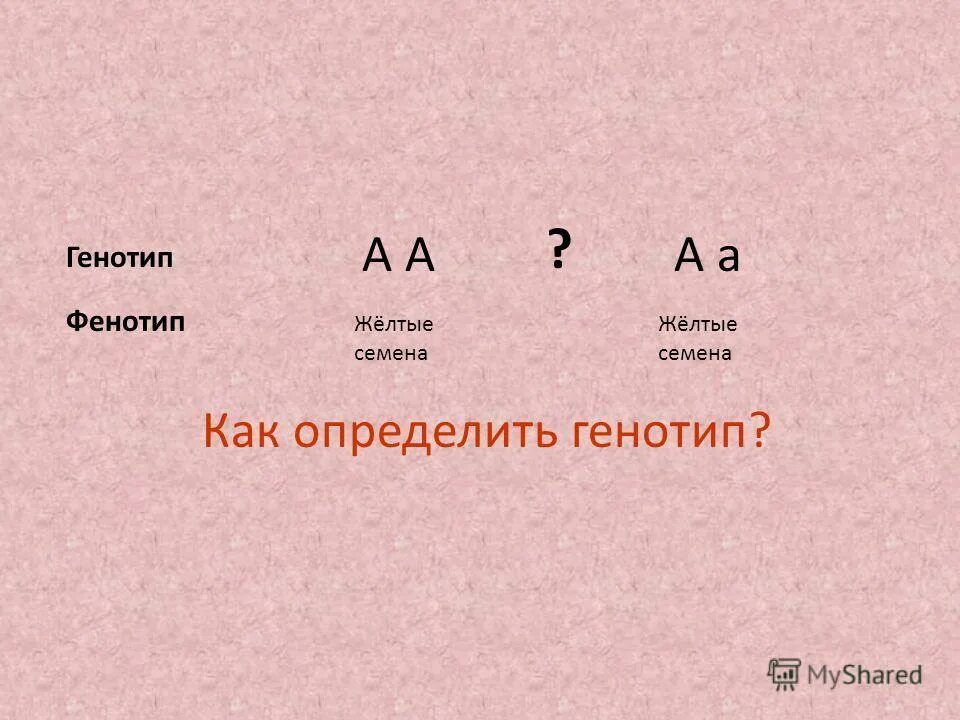 Как определить генотип и фенотип. Фенотип АА. 3 Закон Менделя кратко. Первый закон Менделя генотип и фенотип.