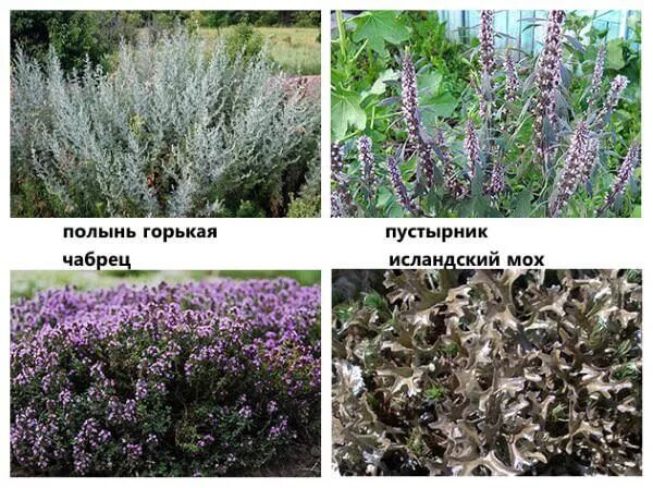 Тимьян богородская трава. Здравница полынь. Полынь и тимьян. Полынь богородская трава. Любисток в аптеке.