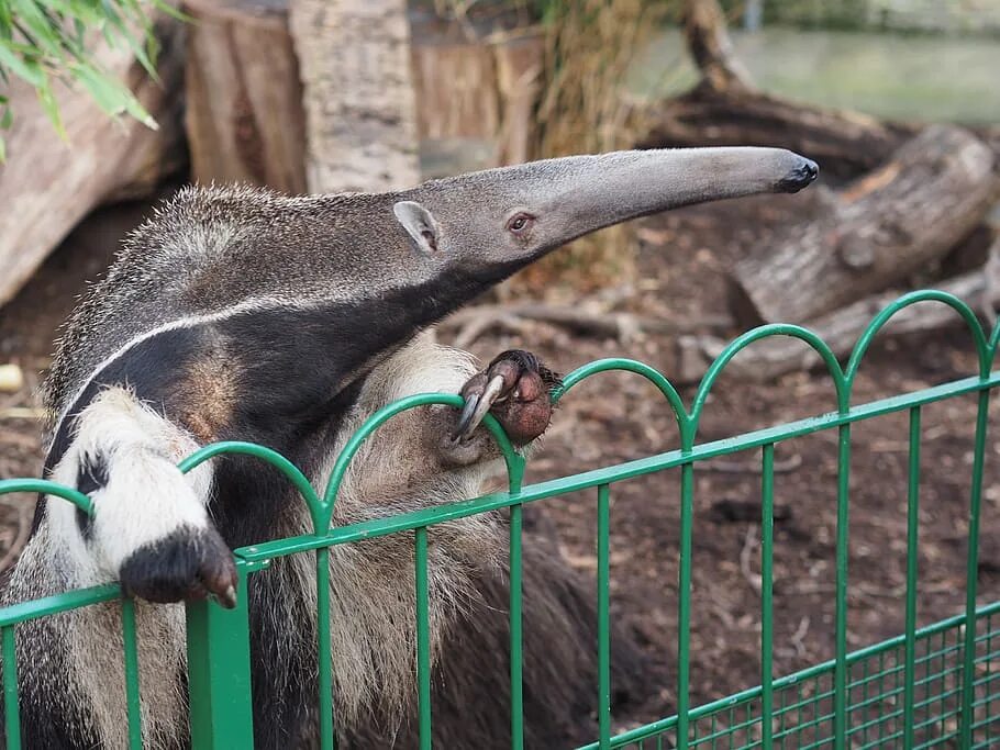 Fill in natural animal. Гигантский муравьед. Собака муравьед. Муравьед Екатеринбургский зоопарк. Карликовый муравьед.