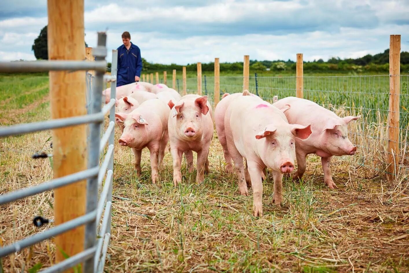 Сельское хозяйство Ставропольского края свинокомплекс. Свиноферма ферма. Сельское хозяйство Германии поголовье свиней. Свиньи на ферме. Свиньи на участке