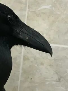 Черный острый клюв