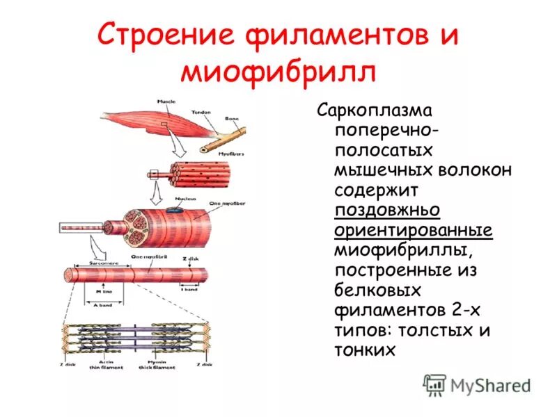 Миофибриллы состоят из. Сарколемма мышечного волокна это. Строение поперечно полосатого мышечного волокна. Строение миофибрилл поперечно полосатой мышечной ткани. Строение мышечной ткани миофибриллы.