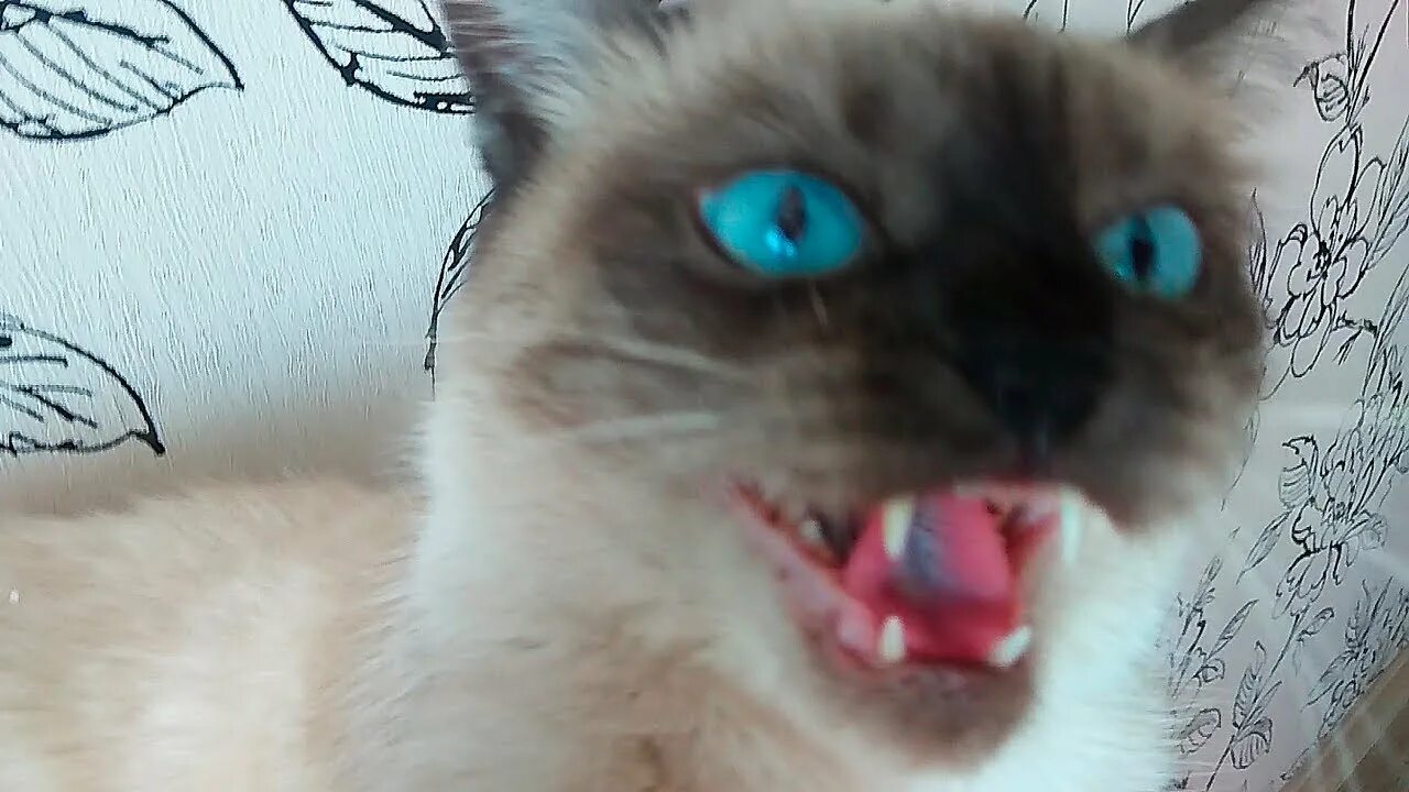 Кот шипит без причины. Сиамская кошка шипит. кошка рычит. коты рычат. таиландская кошка шипит.