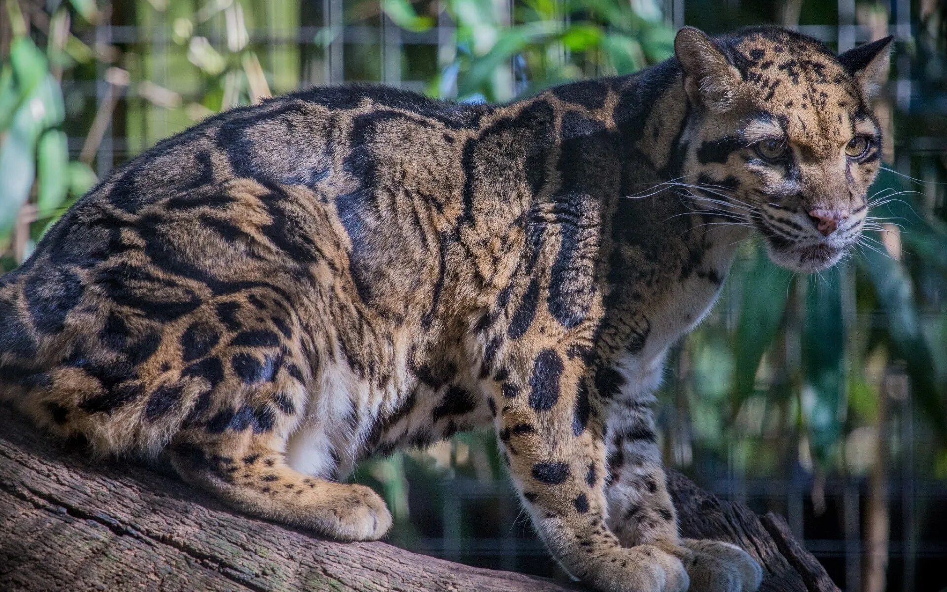 Семейство больших кошачьих. Калимантанский дымчатый леопард. Борнео дымчатый леопард. Дымчатый леопард Саблезубый. Дымчатый леопард меланист.