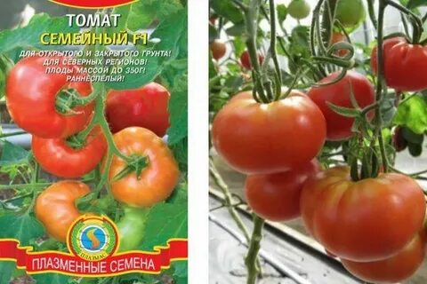 Томат семейный
