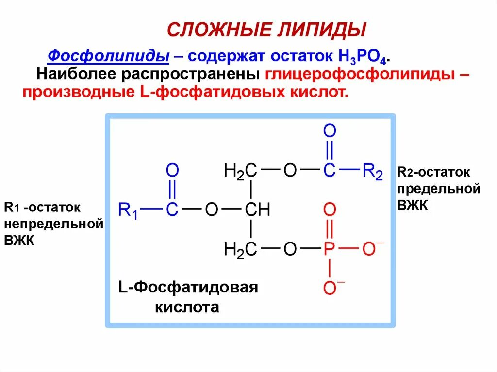Строение основных фосфолипидов. Общее строение фосфолипида. Хим структура фосфолипидов. Строение фосфолипидов формула.