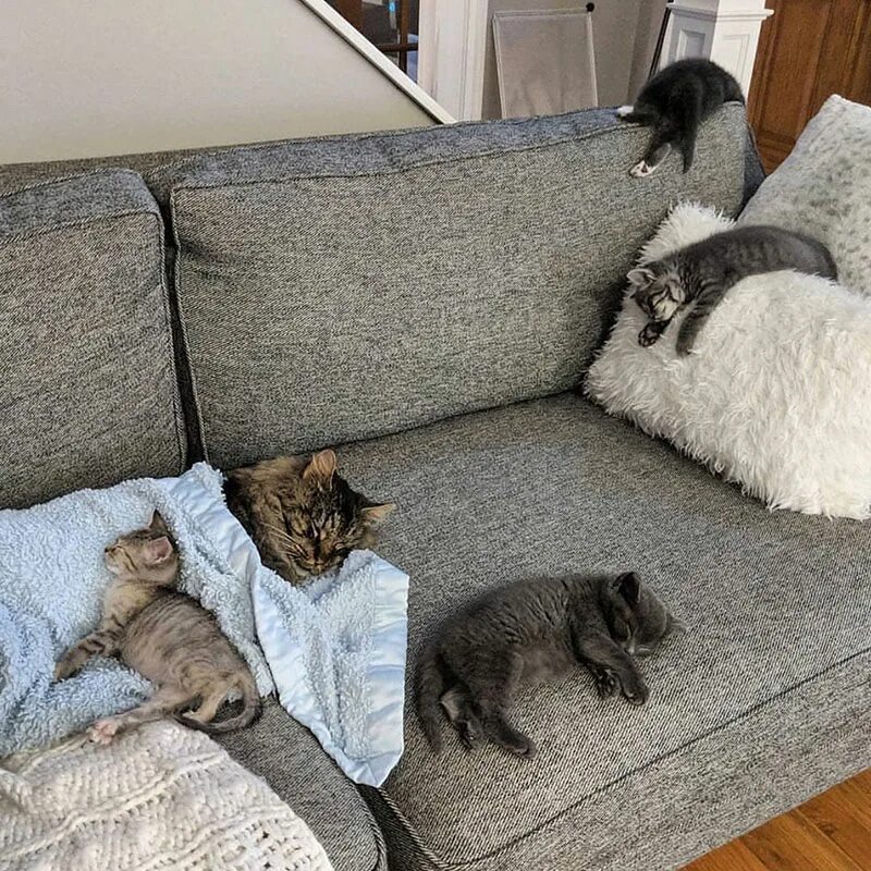 Как писать кошка на диван. Кот на диване. диван кошка. котик на диване. котенок отдыхает на диване.