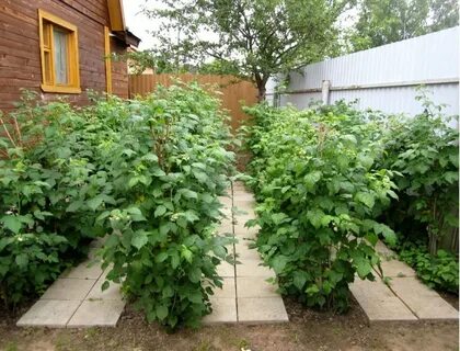 Кусты смородины малины