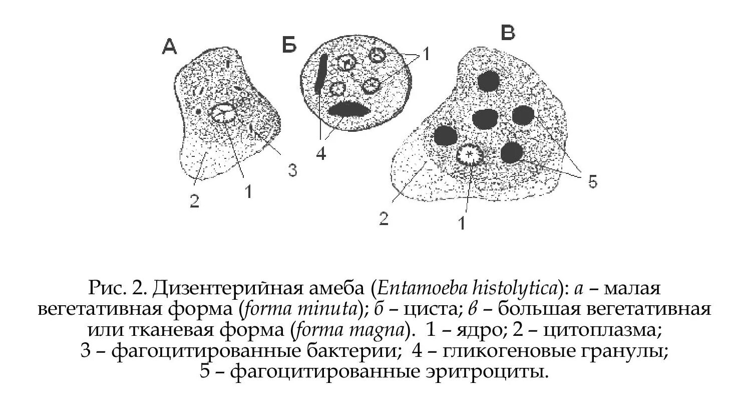 Какой цифрой обозначена на рисунке стадия амебы. Строение цисты дизентерийной амебы. Дизентерийная амеба строение. Строение дизентерийной амебы вегетативной формы. Циста дизентерийной амебы рисунок.