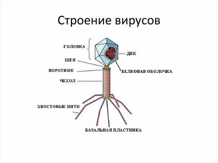 Строение организма вируса