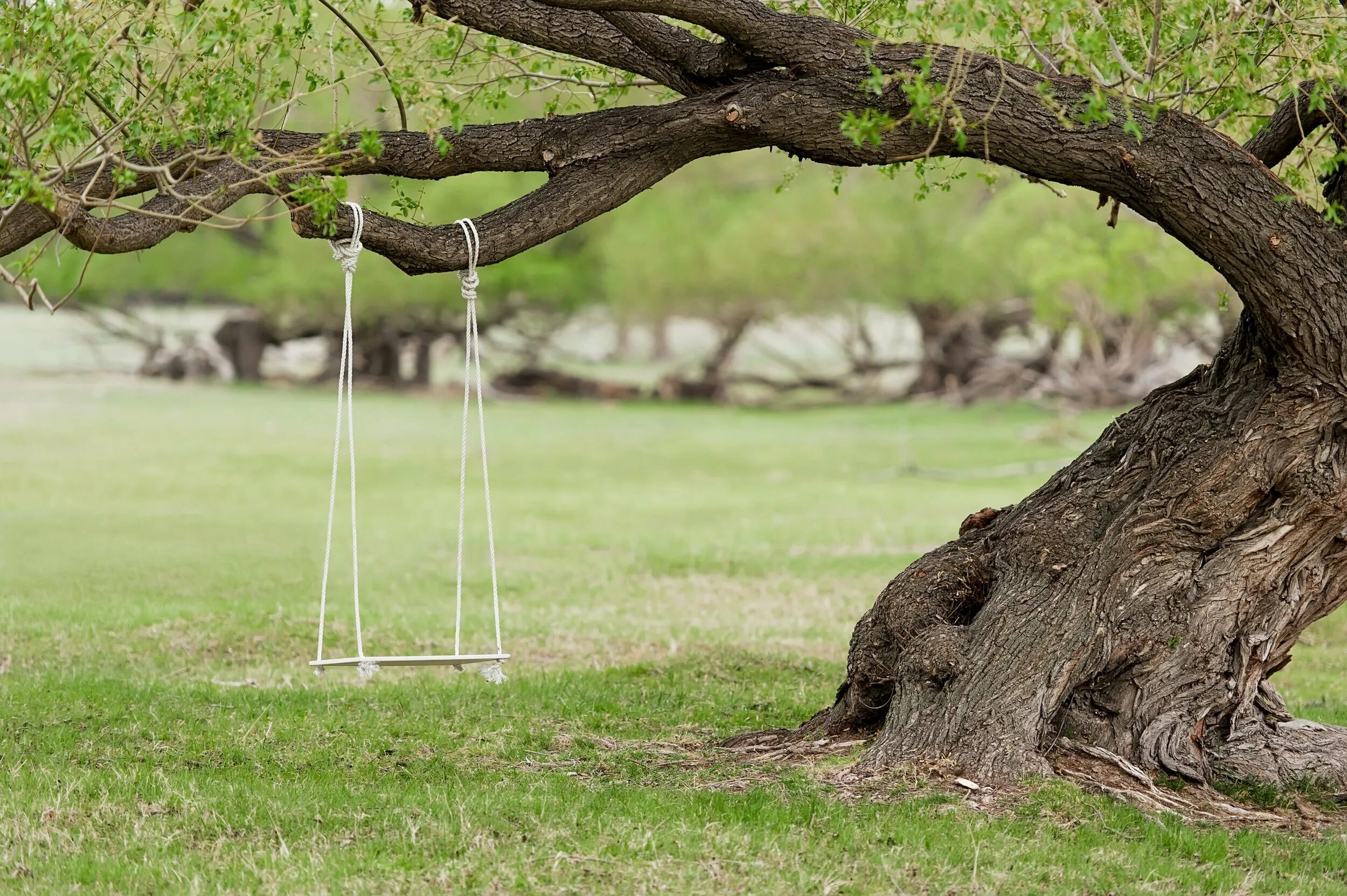 Swing tree
