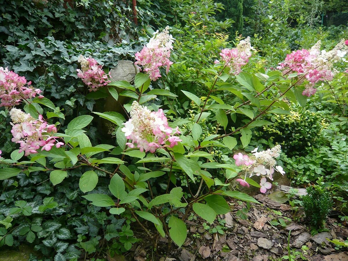 Confetti гортензия метельчатая описание и фото Гортензия метельчатая (Hydrangea paniculata "Confetti") (осень) купить с доста