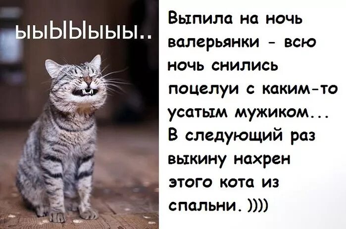 Коты и валерьянка приколы. Кот и валерьянка прикол. Анекдоты про котов. Приколы про валерьянку и котов.