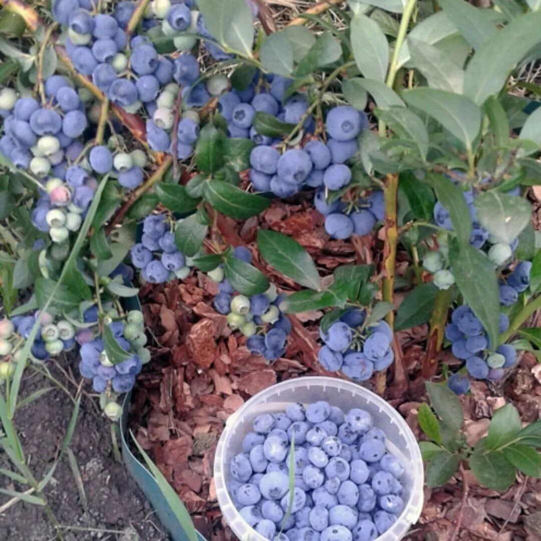 Голубика Садовая мульчированная. Голубика кустовая Садовая. Голубика Садовая узколистная. Черника кустовая Садовая. Голубика как сажать и ухаживать