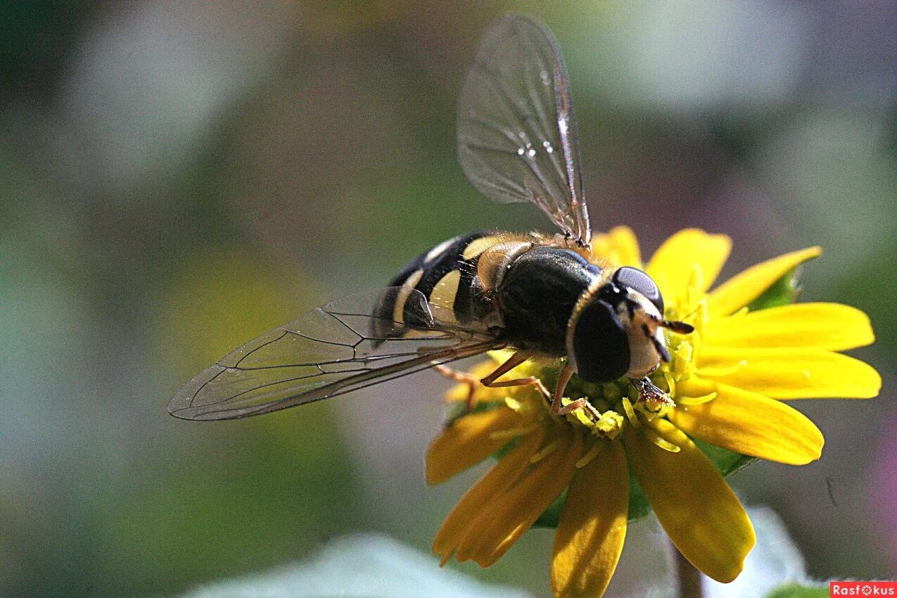 мушка пчелы. реалистичная муха. пчела для нахлыста. мушка пчела. оса муха журчалка пчела.