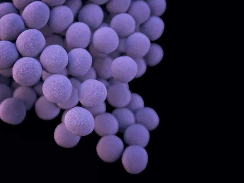 Staphylococcus aureus 5. VRSA стафилококки. S. aureus золотистый стафилококк. Эпидермальный стафилококк. Белый стафилококк.