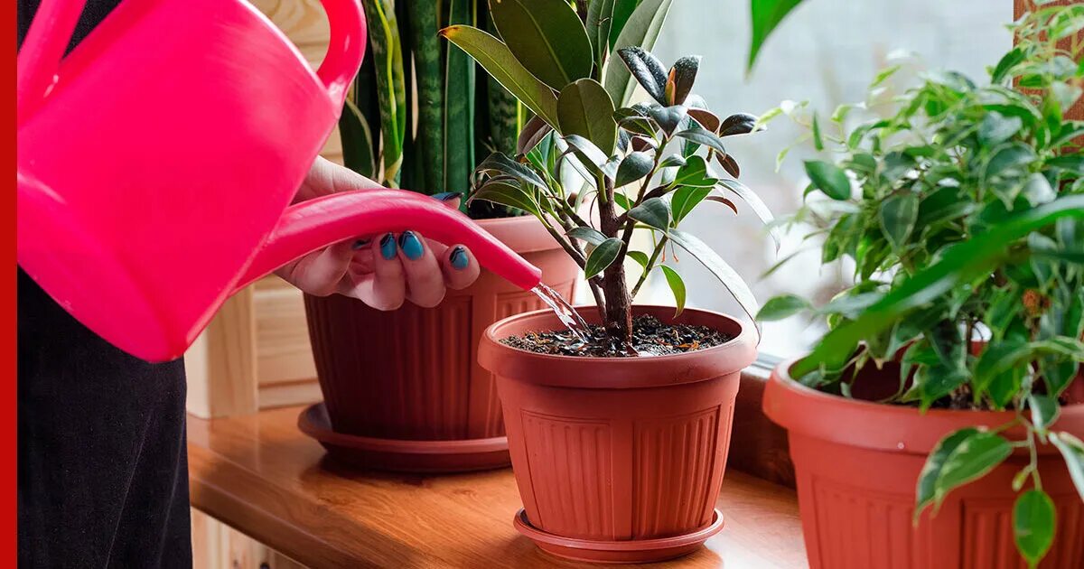 Комнатные цветы. Как часто поливать женское. Спатифиллум кватро. Цветок в горшке. Красивые домашние растения.