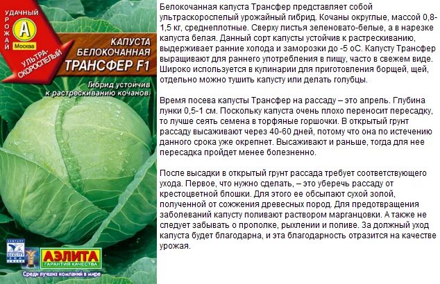 Название семян капусты. Рассада капусты. Когда сажать капусту на рассаду. Посадка капусты на рассаду. Когда в марте 2024 года сеять капусту