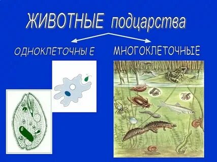 Сравнительные характеристики 2 подцарств одноклеточные многоклеточные