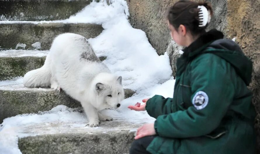 Панда диндин из московского зоопарка. Работник зоопарка. Персонал зоопарка. Работник зоопарка. Кипер смотритель зоопарка.