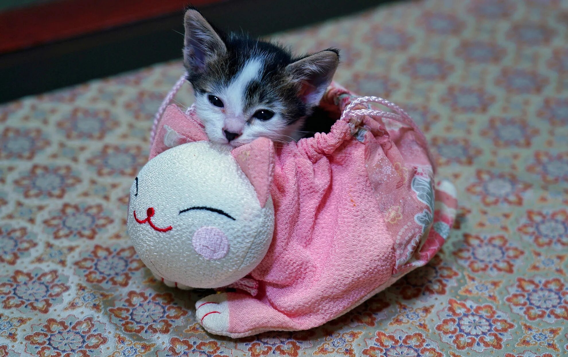 Песни котики озорные хвостики