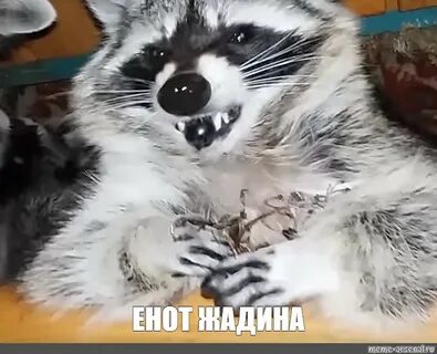 Енот мем