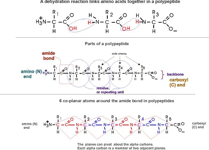 Полипептид 7. Пролин в пептиде. Пептидная связь с пролином. Полипептид с пролином. Полипептид с пролином формула.