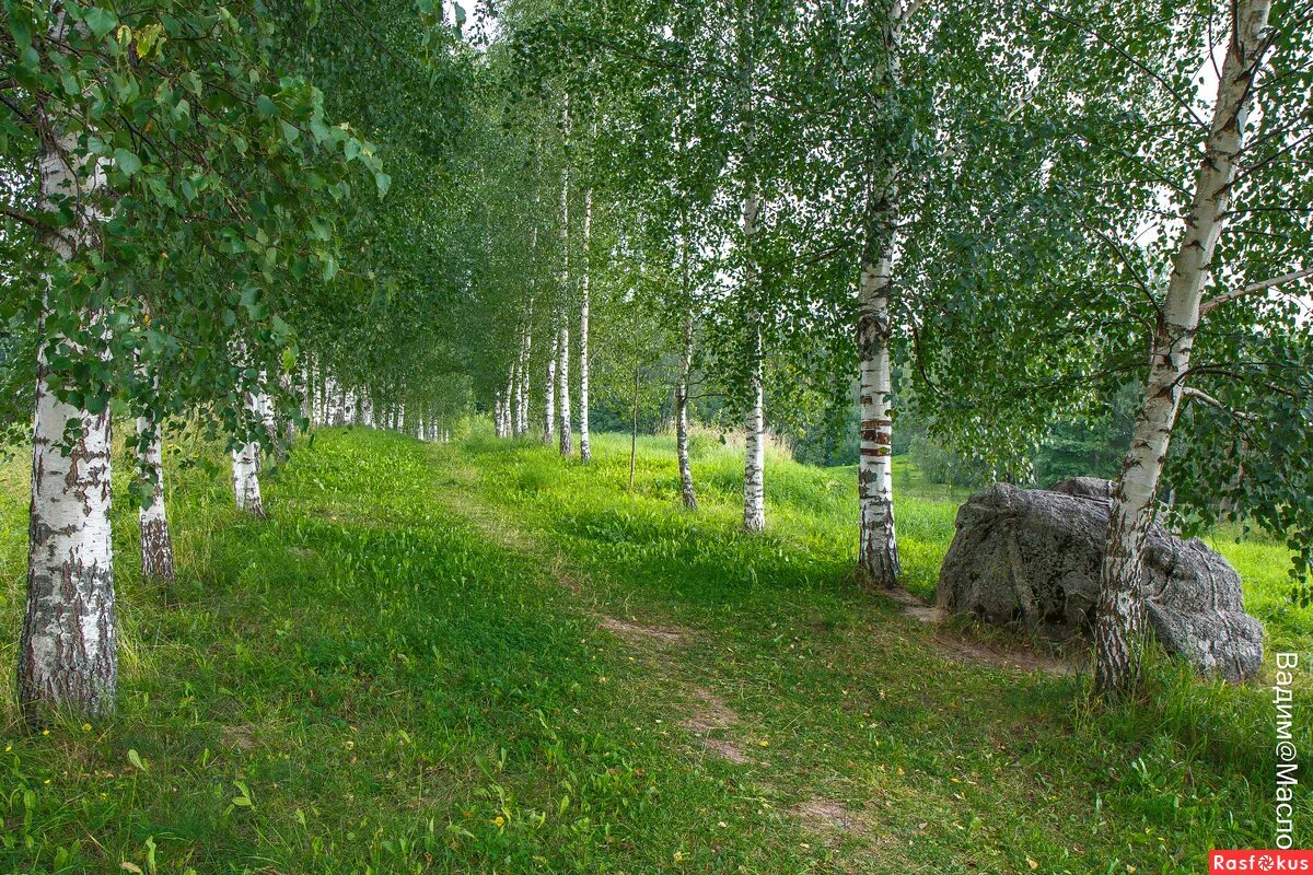 2 березы на холме. Пушгоры береза. Аллея в Петровском. Березовая аллея. Берёзовая аллея Урюпинск.