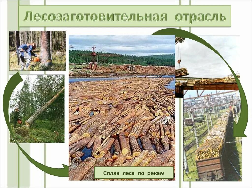 Отрасли лесных ресурсов. Отрасли лесной промышленности в россии. лесная промышленность.9 класс география. лесная и деревообрабатывающая промышленность. лесное промыленность росси.