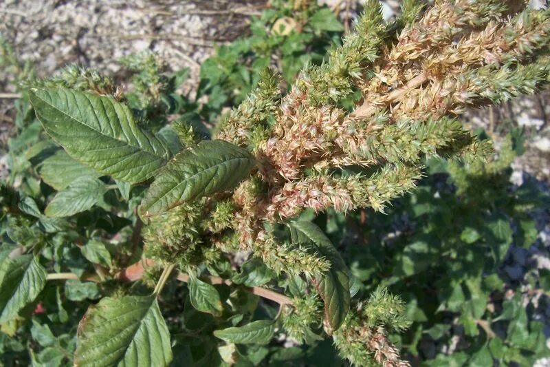 Amaranthus retroflexus Image of an specimen Plantarium
