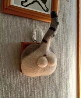 Яички кота