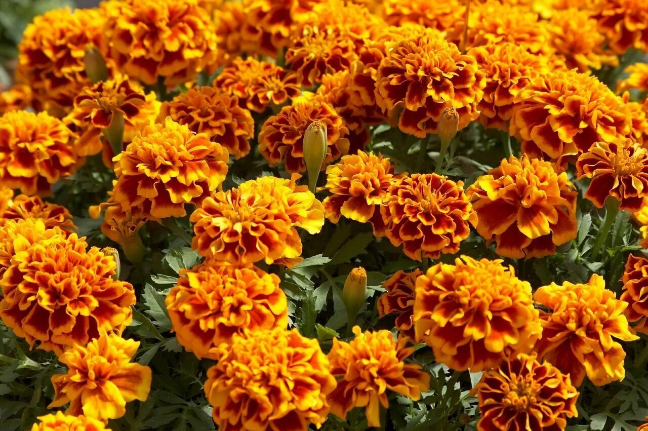 Бархатцы Тагетес. Бархатцы чернобривцы. Бархатцы (Tagetes erecta). Бархатцы отклоненные (Tagetes patula).