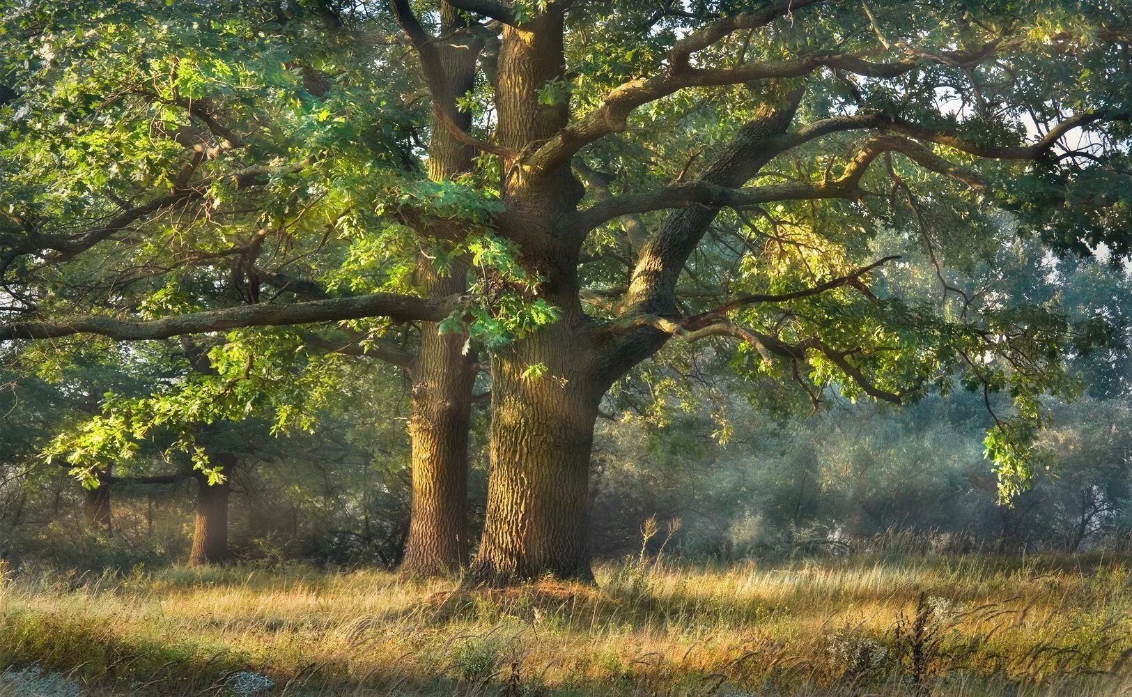 Старая роща. Амстердамский лес голландия. Южная часть старой рощи. Запретный запад старая роща. Березовая аллея прешпект ясная поляна.