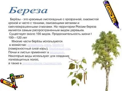 Дерево береза как пишется