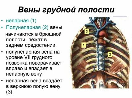 Добавочная полунепарная вена