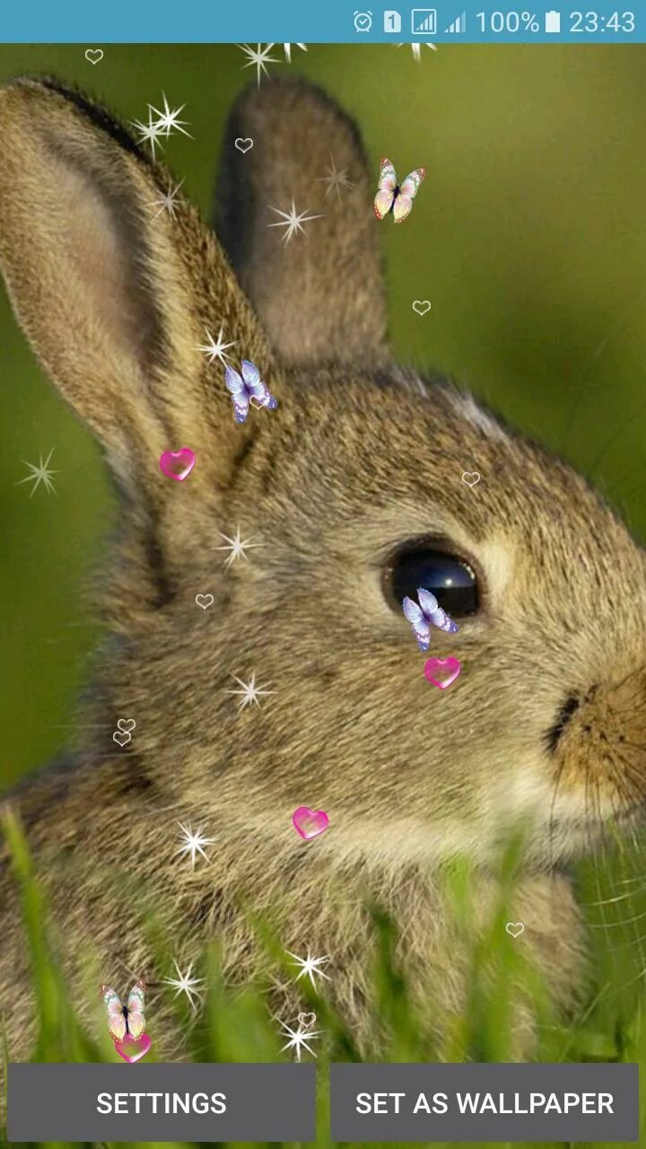 Rabbit live. Rabbit live
