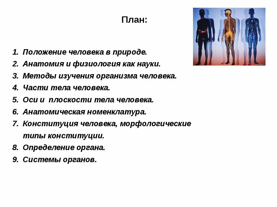 Изучение человека в целом. Изучение человека в целом. Органы человека. Изучения строения организма человека. Анатомия на рабочий стол.