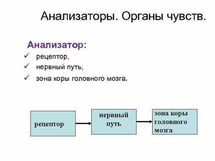 Рецепторы органы чувств и анализаторы