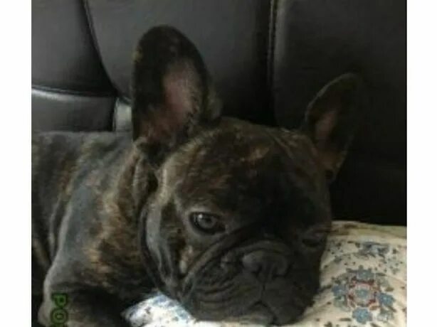 Французский бульдог. Французский бульдог черный тигровый. Стандарт французского бульдога ркф. Французского бульдога воронеж. Французского бульдога воронеж.