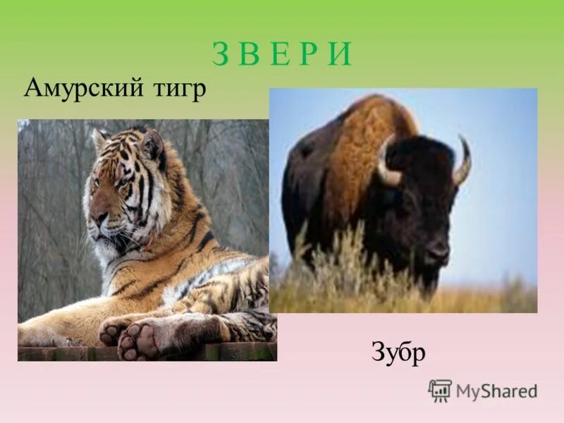 Зубр тигр. Амурский тигр презентация. Зубр тигр. Амурский (уссурийский) тигр. Амурский (уссурийский) тигр.