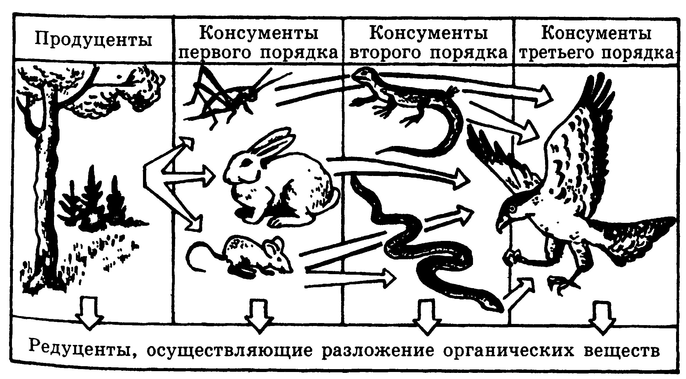 Пищевая цепь продуценты консументы редуценты. Пищевая цепочка продуценты консументы редуценты. Пищевая цепочка продуцентов консументов редуцентов. Цепь питания продуцент - консумент1-консумент2-редуцент. Что такое продуценты в биологии 5 класс