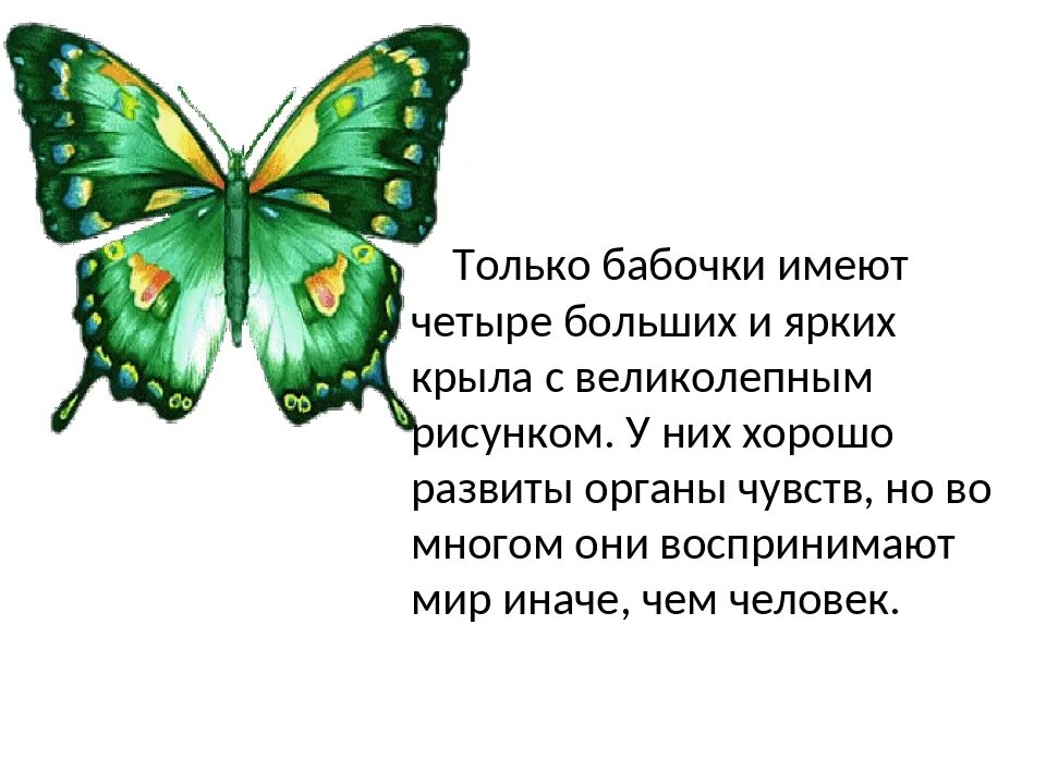 Бабочки для презентации. Интересные факты о бабочках для детей. Махаон бабочка описание. Доклад о бабочках. Рассказ о бабочке.