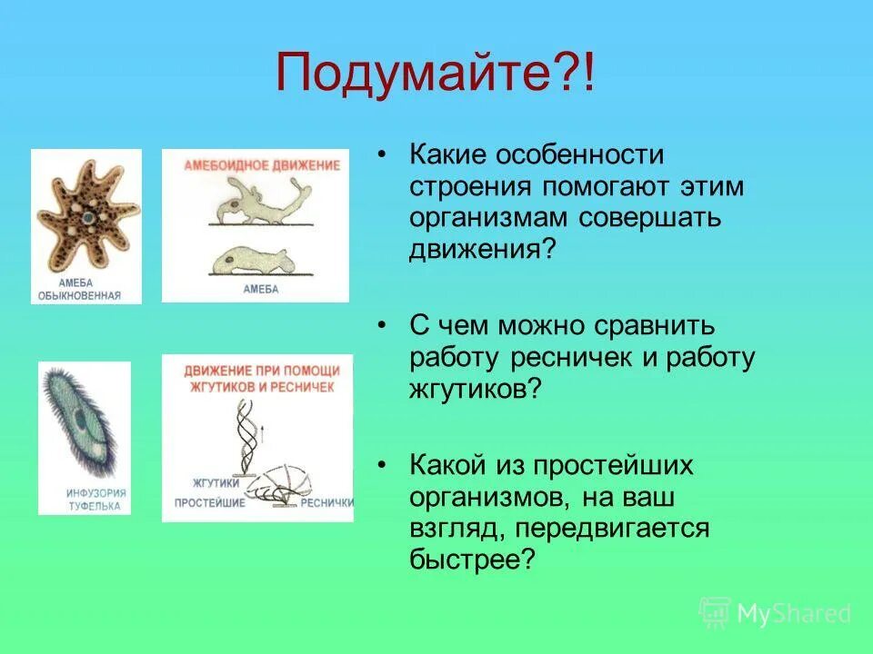 Типы движения у живых организмов 6 класс биология. Способы передвижения животных. Движение организмов биология. Способы перемещения животных. Движение животного организма.