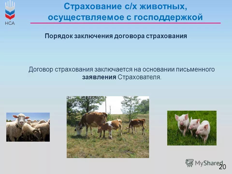 Страхование сельскохозяйственных животных. Страхование сельскохозяйственных животных