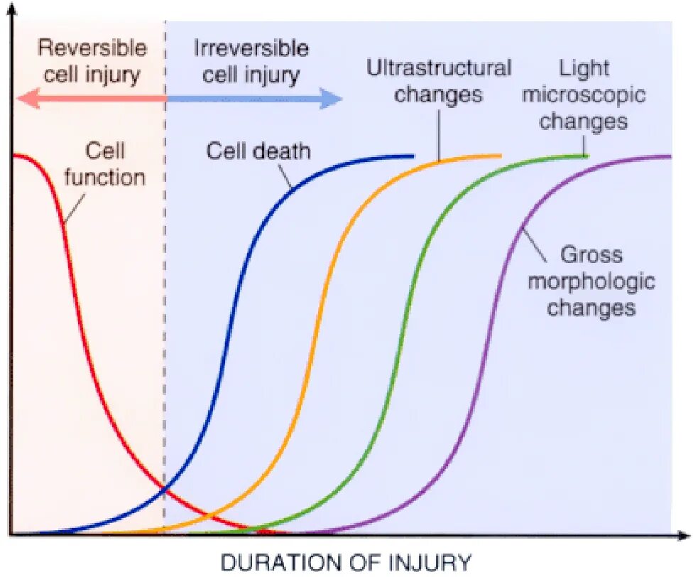 Reversed cell. Irreversible injury and cell death.. morphologic changes in reversible cell injury and necrosis. mechanisms of reversible injury.. reversible or irreversible.