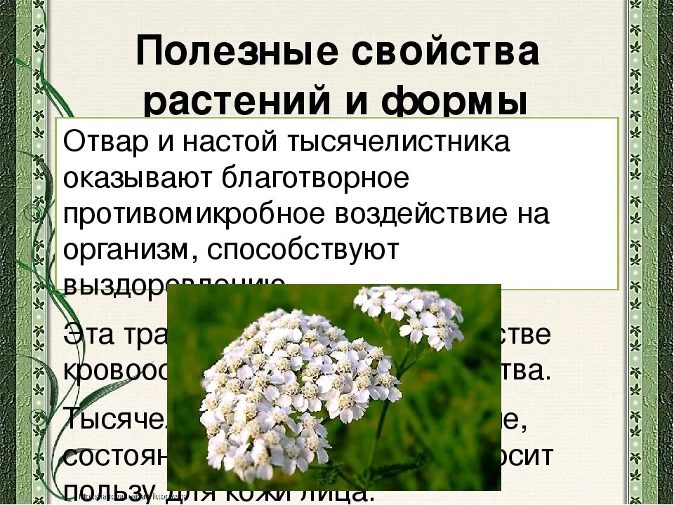 тысячелистник лечебные. тысячелистник лечебные. тысячелистник обыкновенный. белоголовник тысячелистник. тысячелистник лечебные.